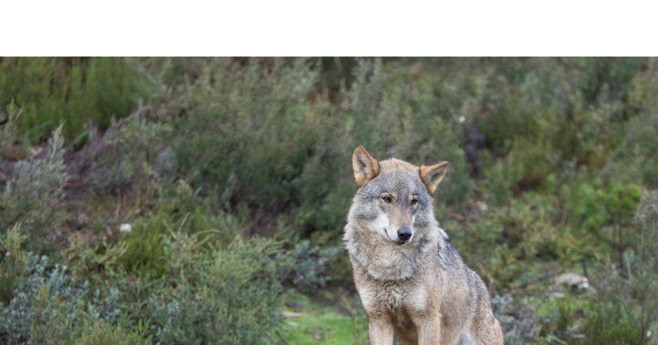 Attacchi di lupi: il governo ridurrà i termini massimi di indennizzo per i danni causati alle greggi