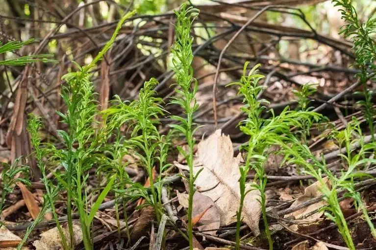 Una pequeña planta sorprende al tener el genoma más grande del mundo