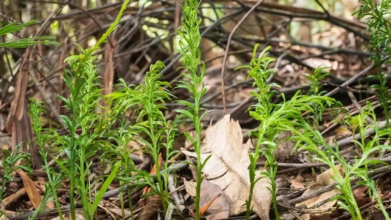 Samambaia da Nova Caledónia, Tmesipteris oblanceolata