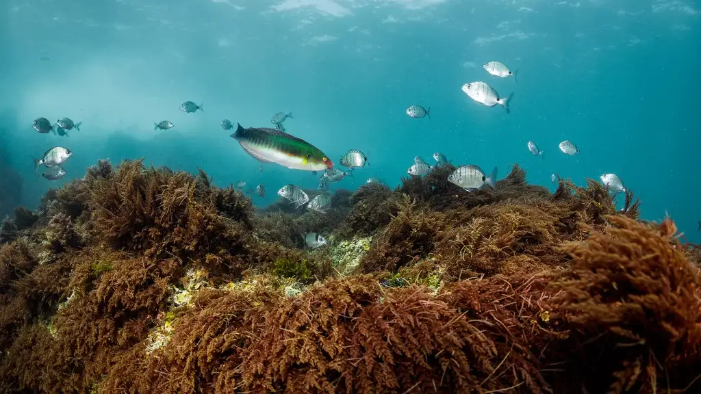 Biodiversidade no Parque Natural Marinho do Recife do Algarve