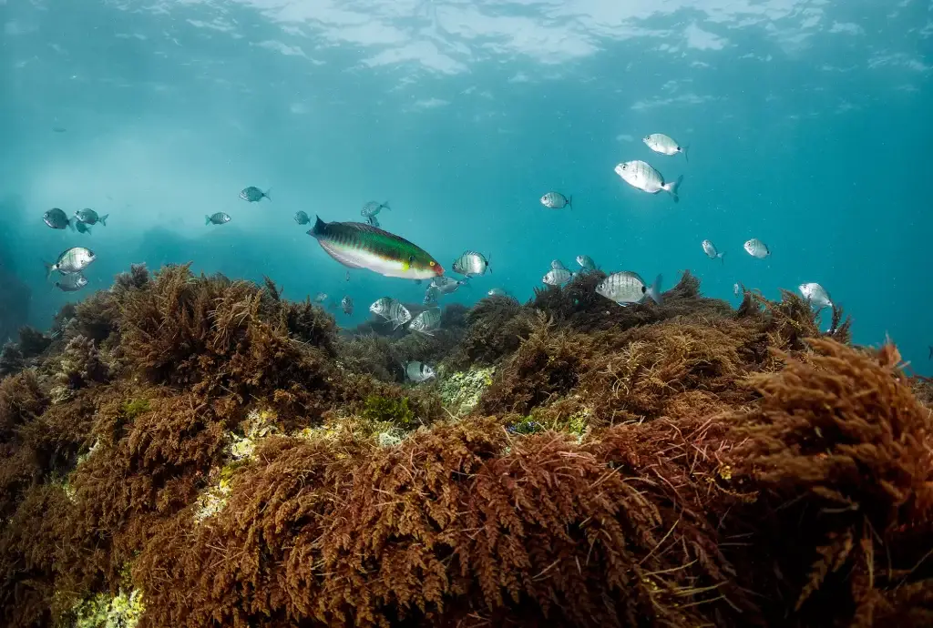 Biodiversidade no Parque Natural Marinho do Recife do Algarve