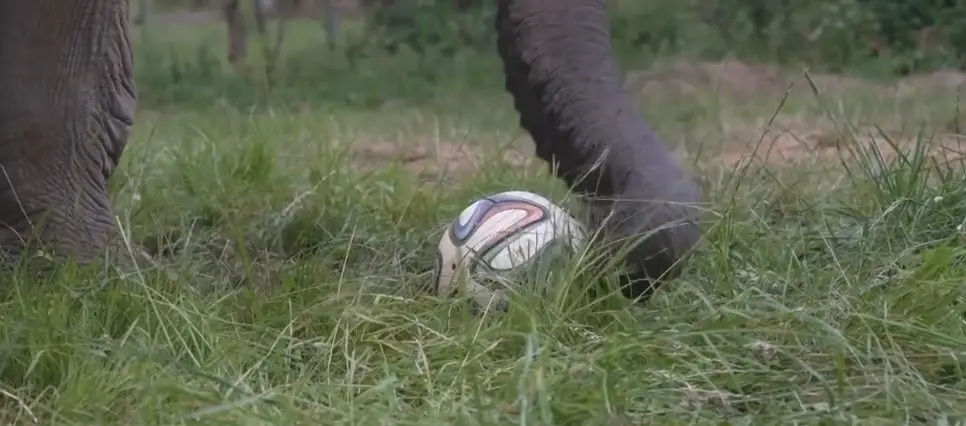 Há um novo bicho a prever os vencedores do Euro 2024: chama-se Bubi e é um elefante