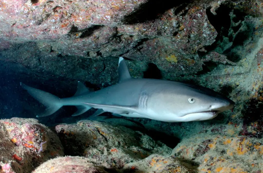 Tubarão de pontas brancas marcado pela primeira vez por cientistas nas Caraíbas