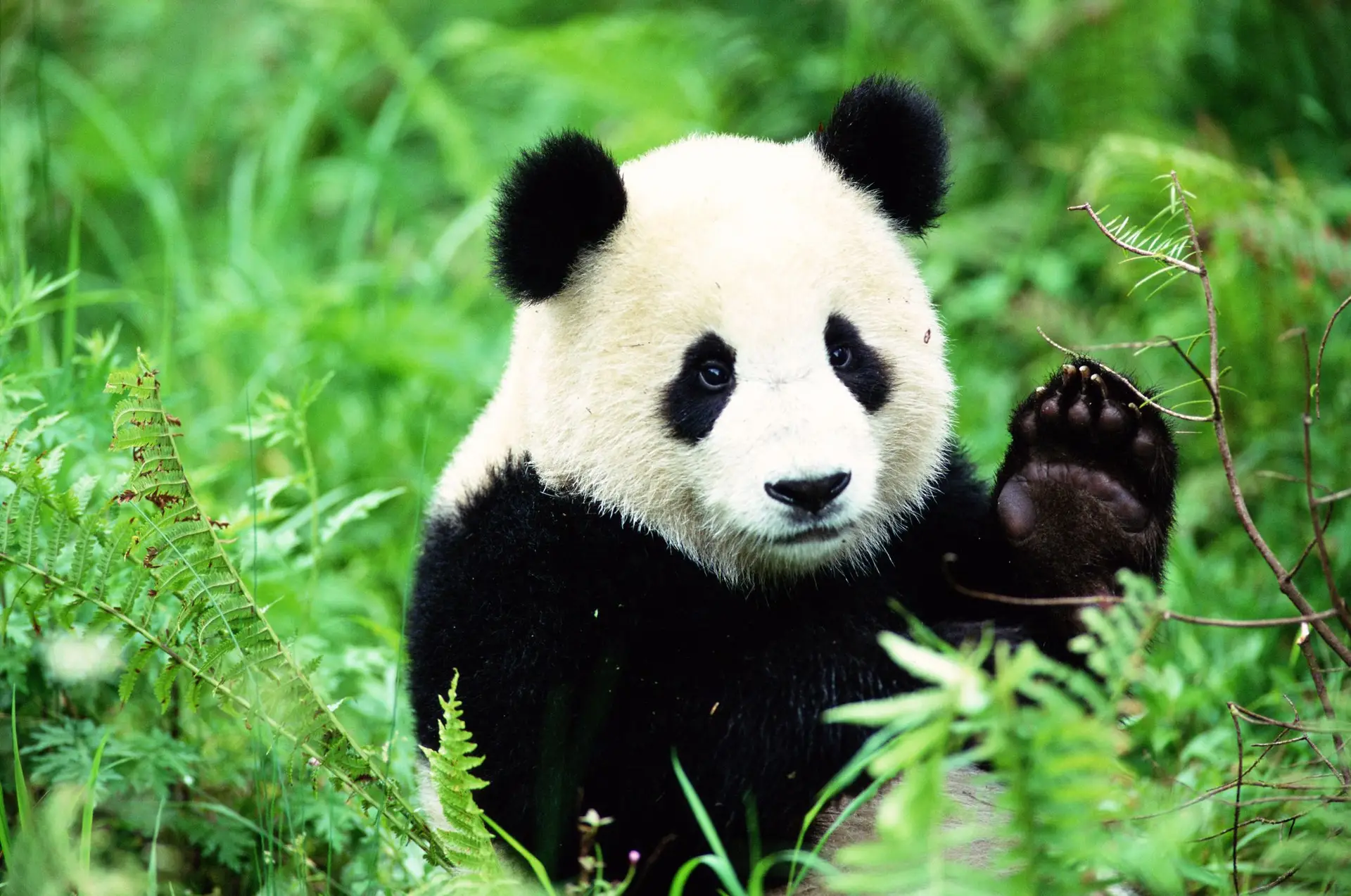 "Diplomacia do panda": pela primeira vez em duas décadas a China enviou dois pandas gigantes para os EUA