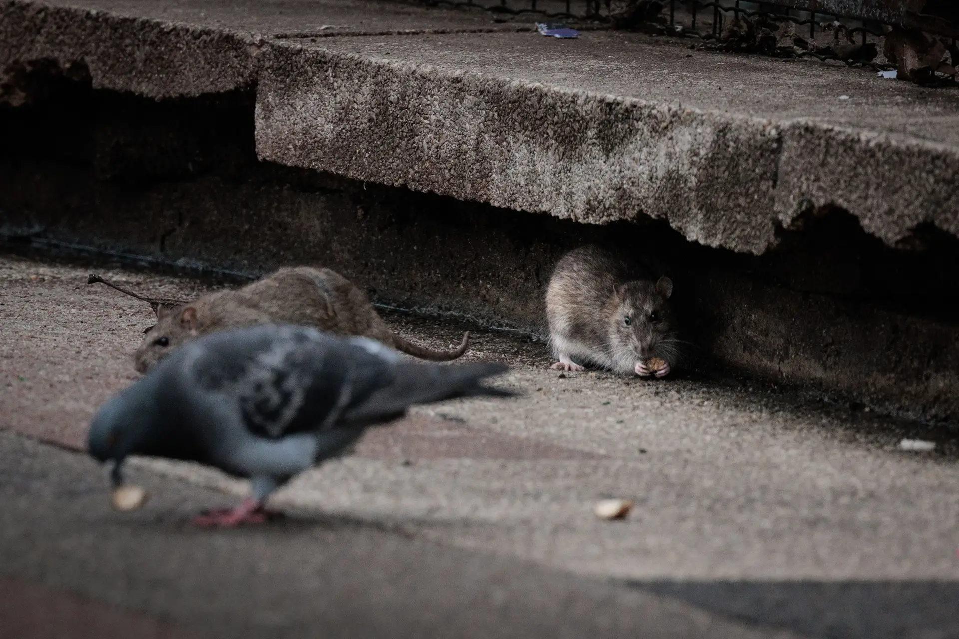 Em vésperas dos Jogos Olímpicos, Paris corre contra o tempo para conter a praga de ratos