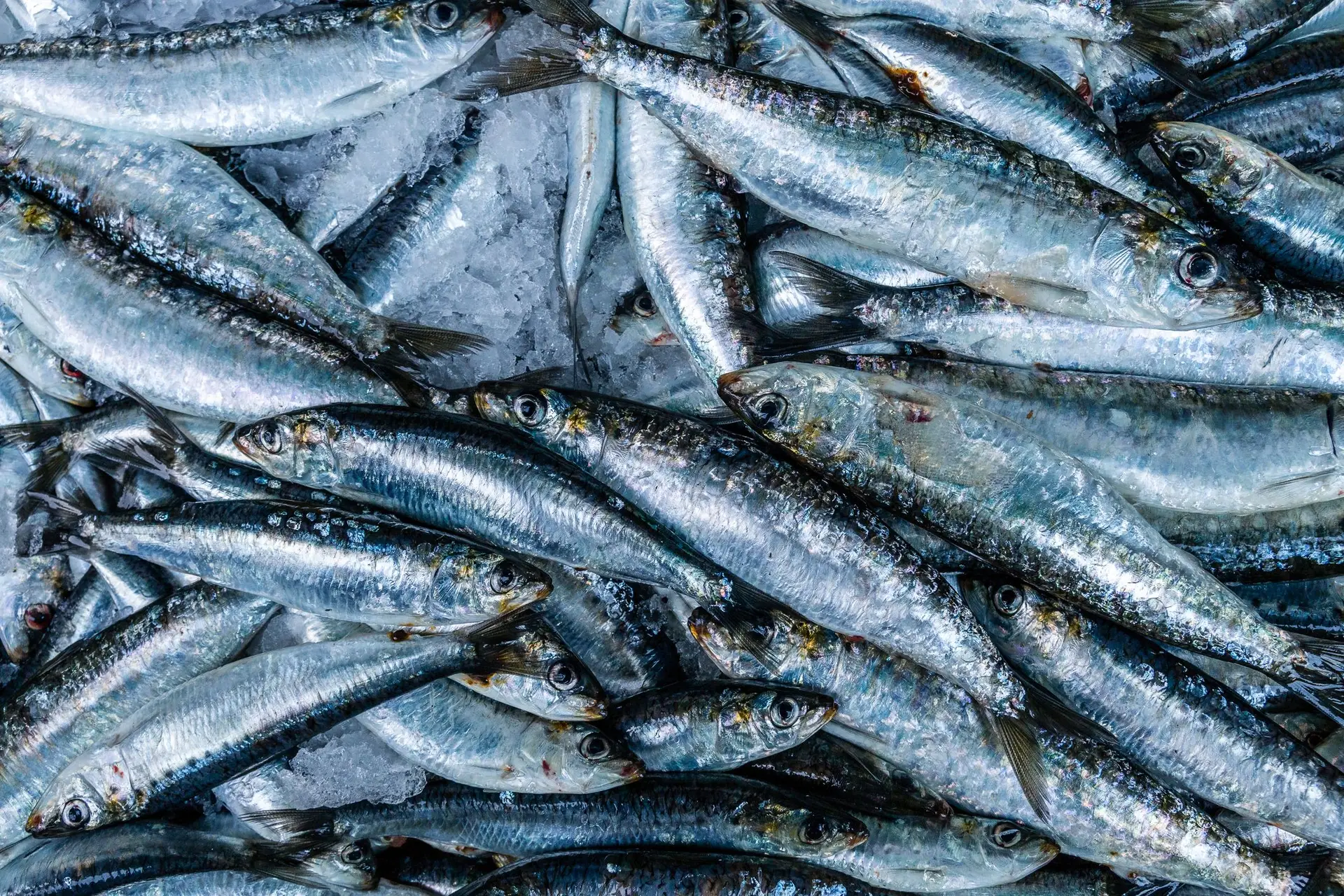 Mais peixe, preços mais baixos: a exceção no meio da subida dos preços