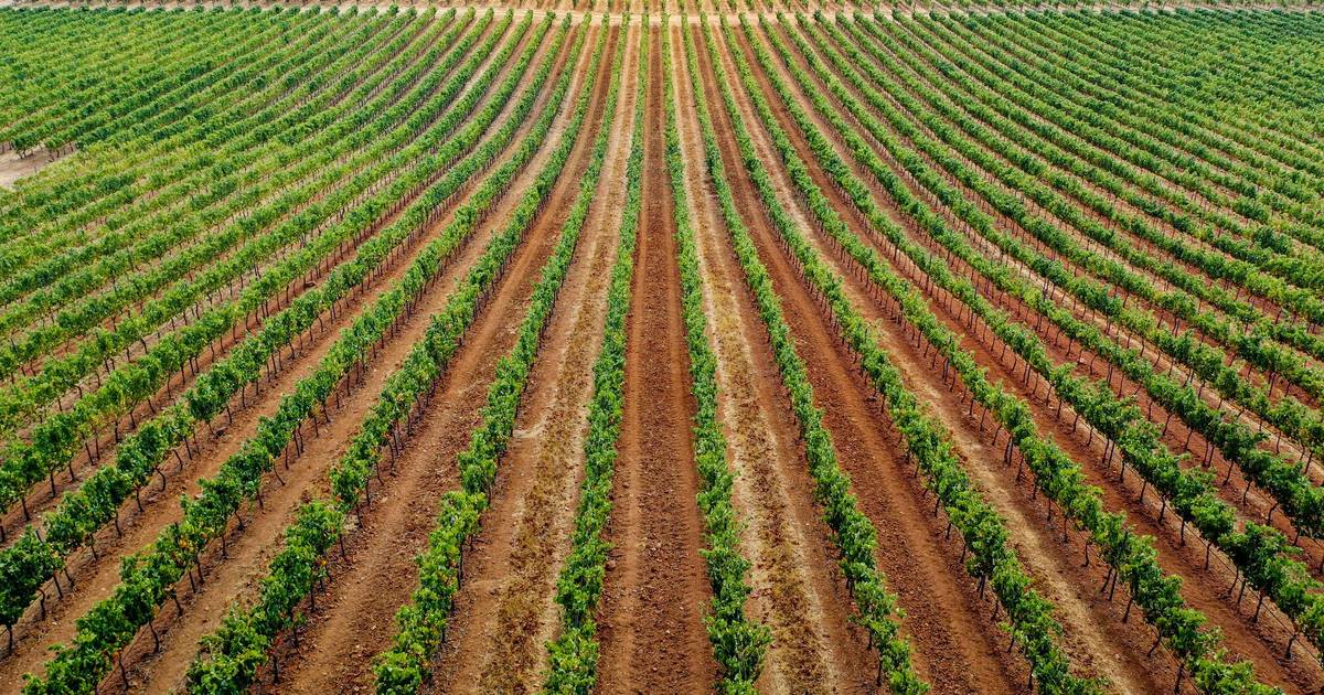 "Nahe an der Perfektion": Erzeuger erwarten ein "Referenzjahr" für Wein aus dem Alentejo
