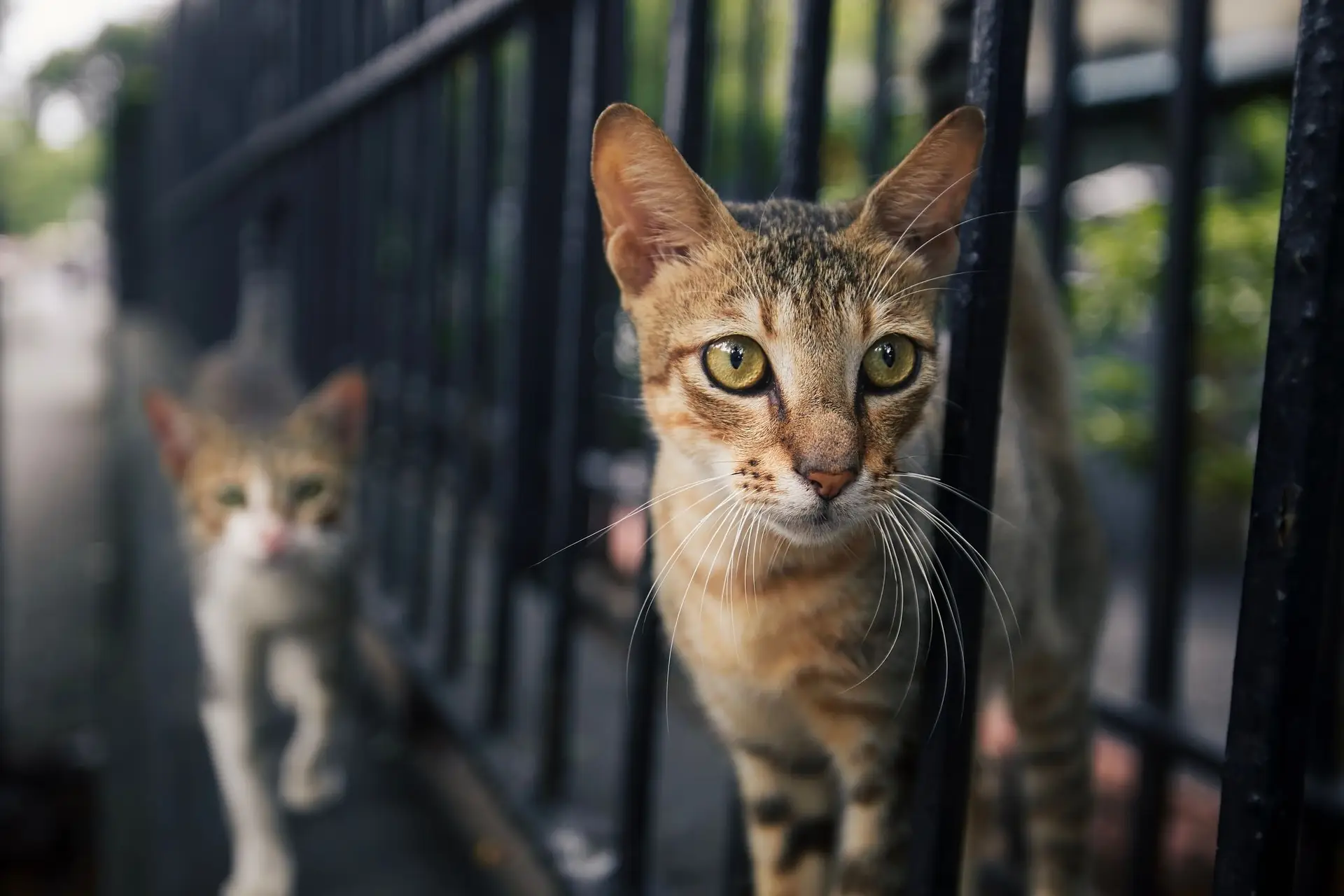 PAN propõe reconhecimento e registo dos gatos dos jardins do Parlamento