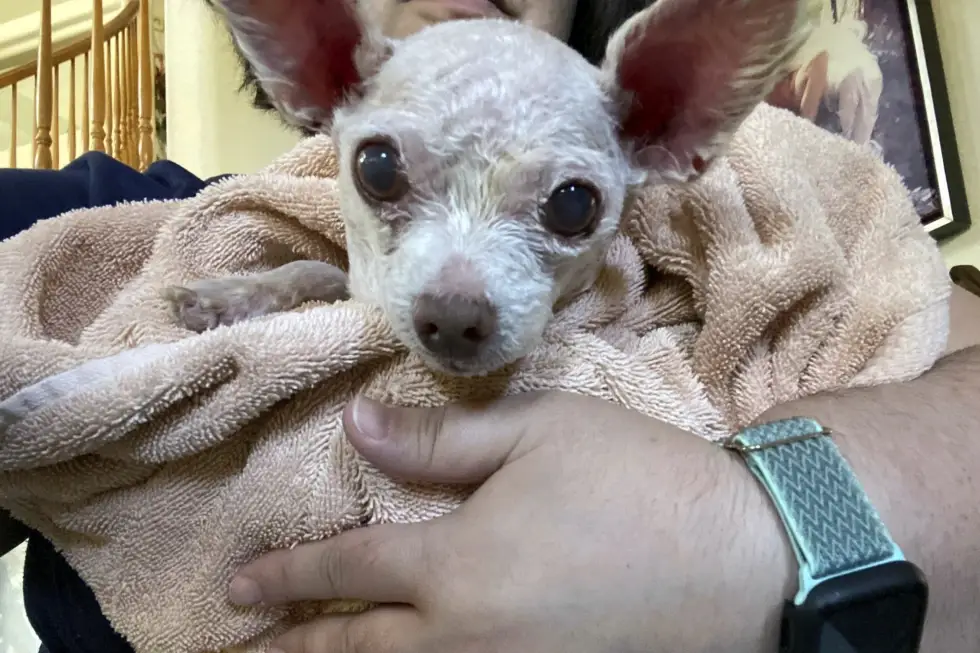 "Um milagre": 9 anos depois de desaparecer, Gizmo voltou para os braços da dona