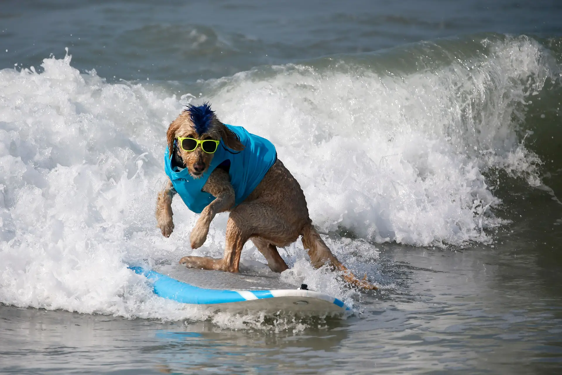 "Cãopeonato" Mundial de Surf na Califórnia