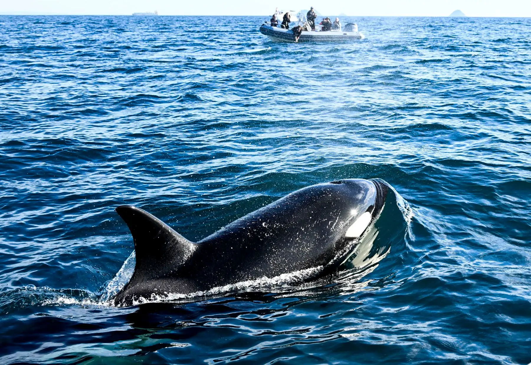 Presença de orcas ao largo de Cascais e Fonte da Telha obrigou a auxílio a duas embarcações