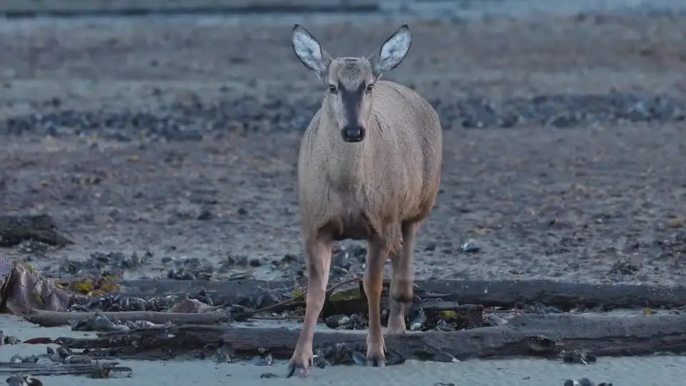 Animal em risco de extinção avistado no Chile - SIC Notícias