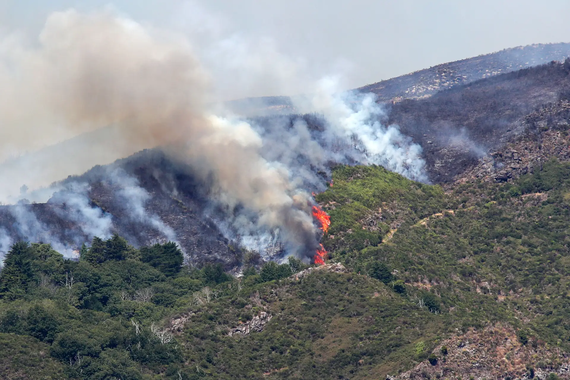 Incêndio na Madeira: todos os meios regionais estão no terreno