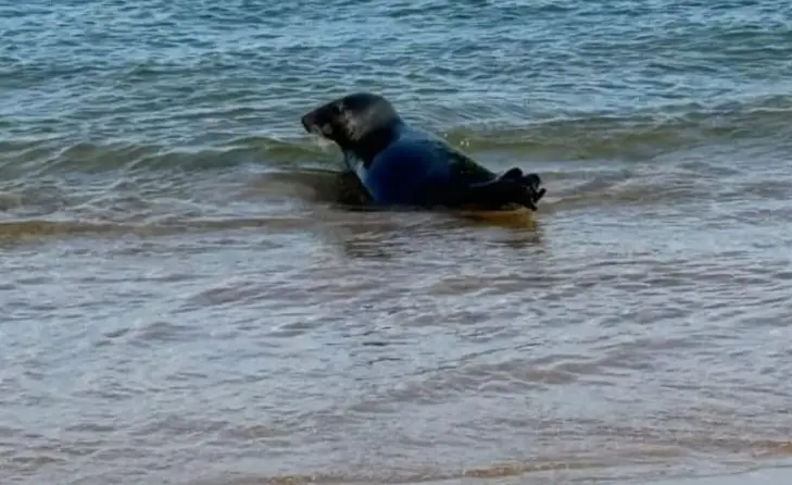 Foca avistada em Cascais voltou a ser vista nas praias da Arrábida e no porto de Setúbal