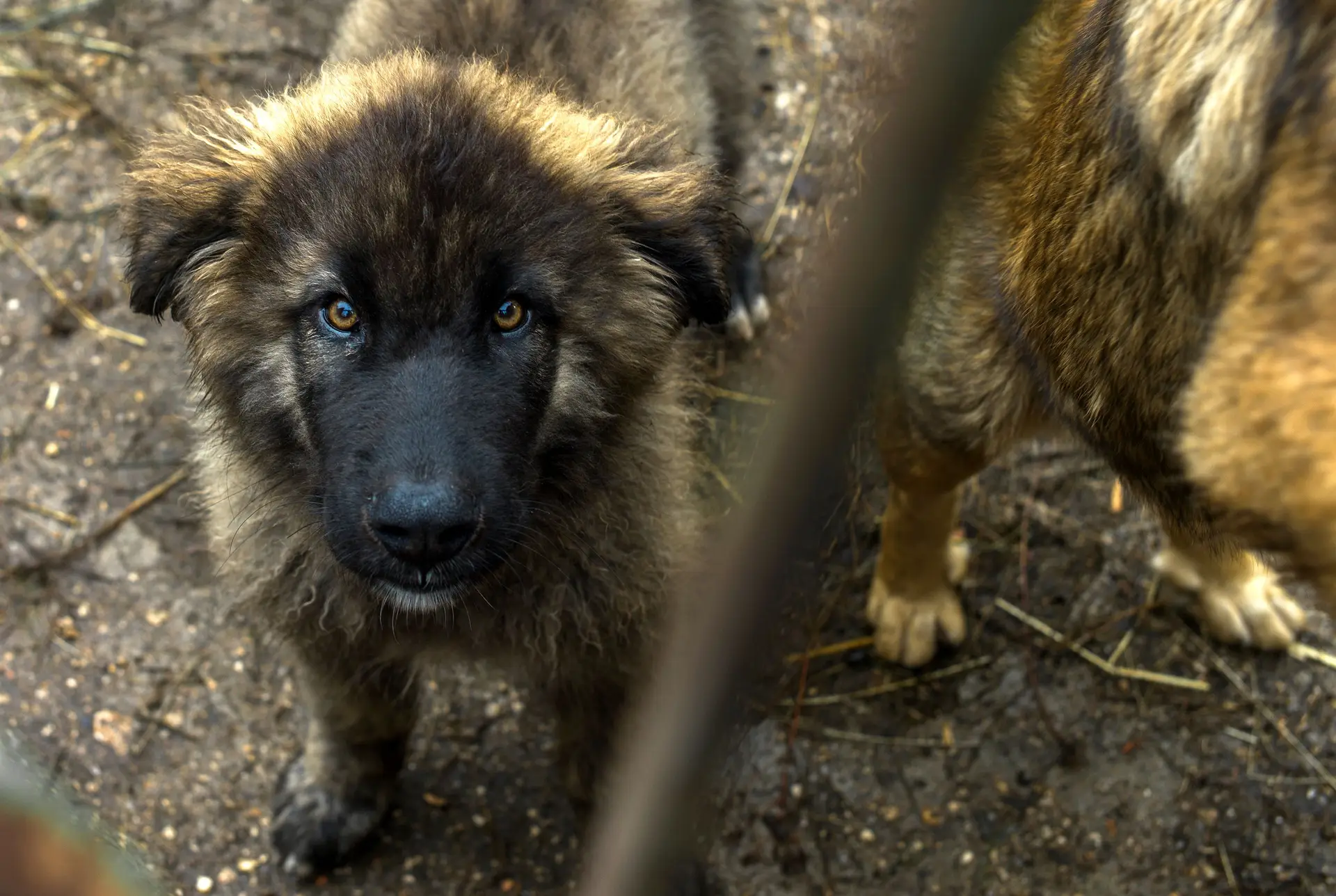 Dia Mundial do Cão da Serra da Estrela passa a ser assinalado, associação quer celebrar a "melhor raça do mundo"
