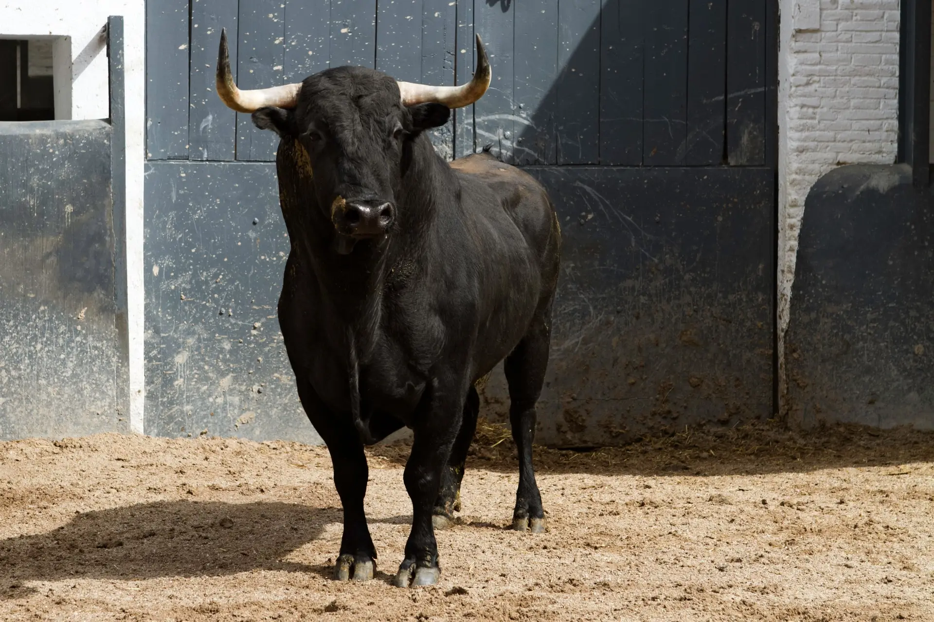 PAN denuncia morte de touro em tourada na ilha Terceira