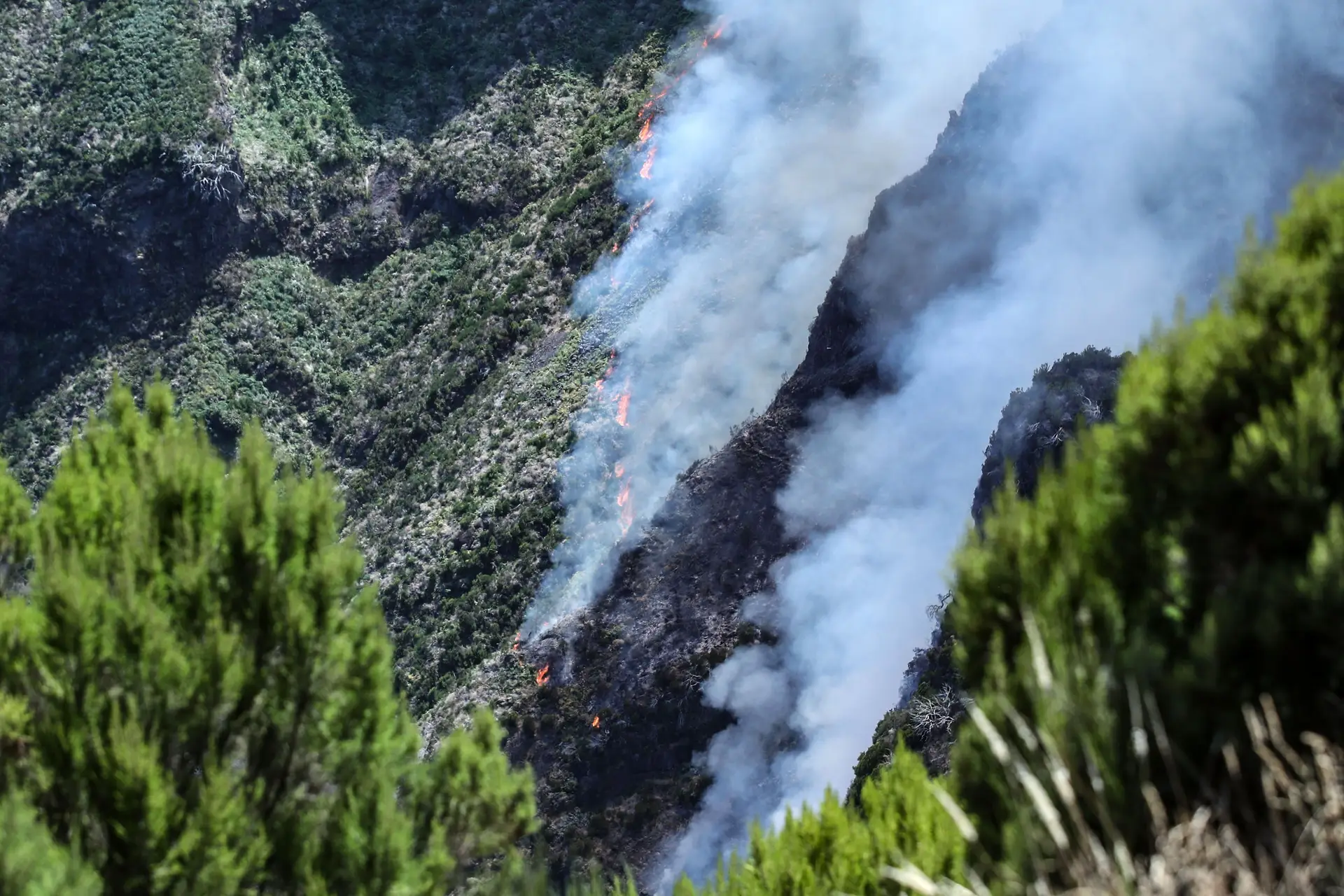 Incêndio na Madeira: BE diz que "a culpa não pode morrer solteira" e responsabiliza Governo Regional