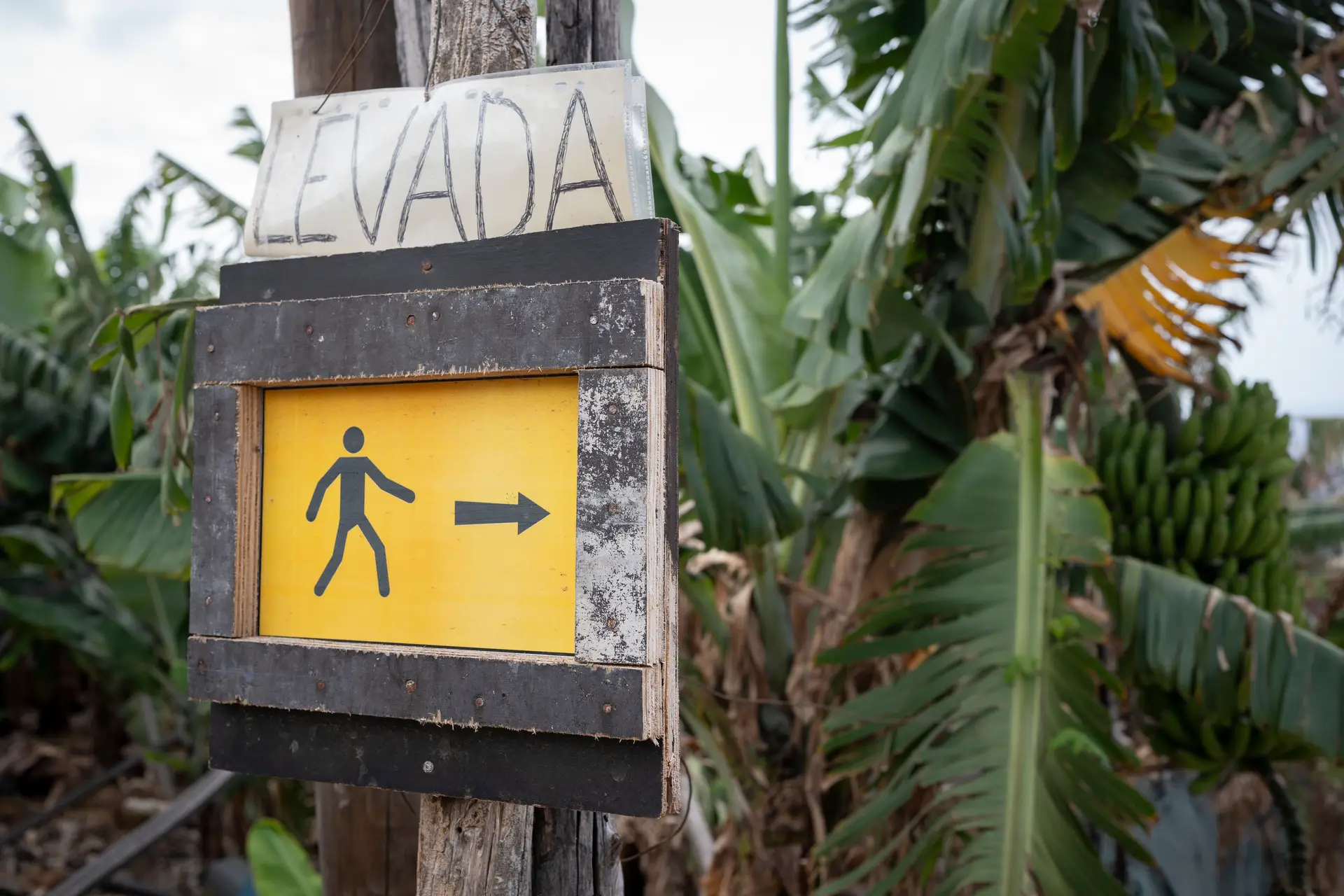 Reabertos de forma condicionada alguns percursos pedestres atingidos por fogo na Madeira