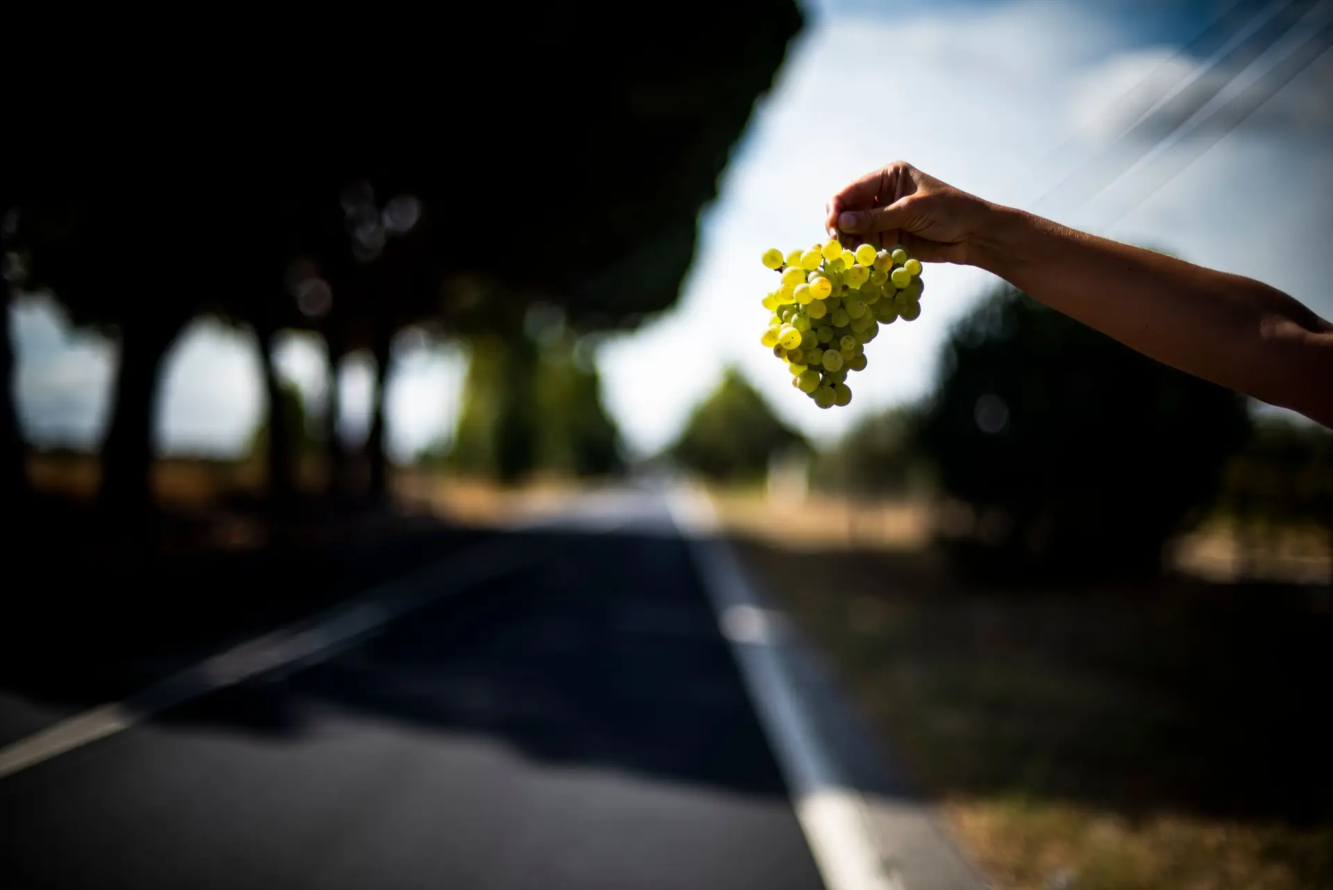 Estrada do vinho: Nacional 118 ganha maior encanto em tempo de vindimas