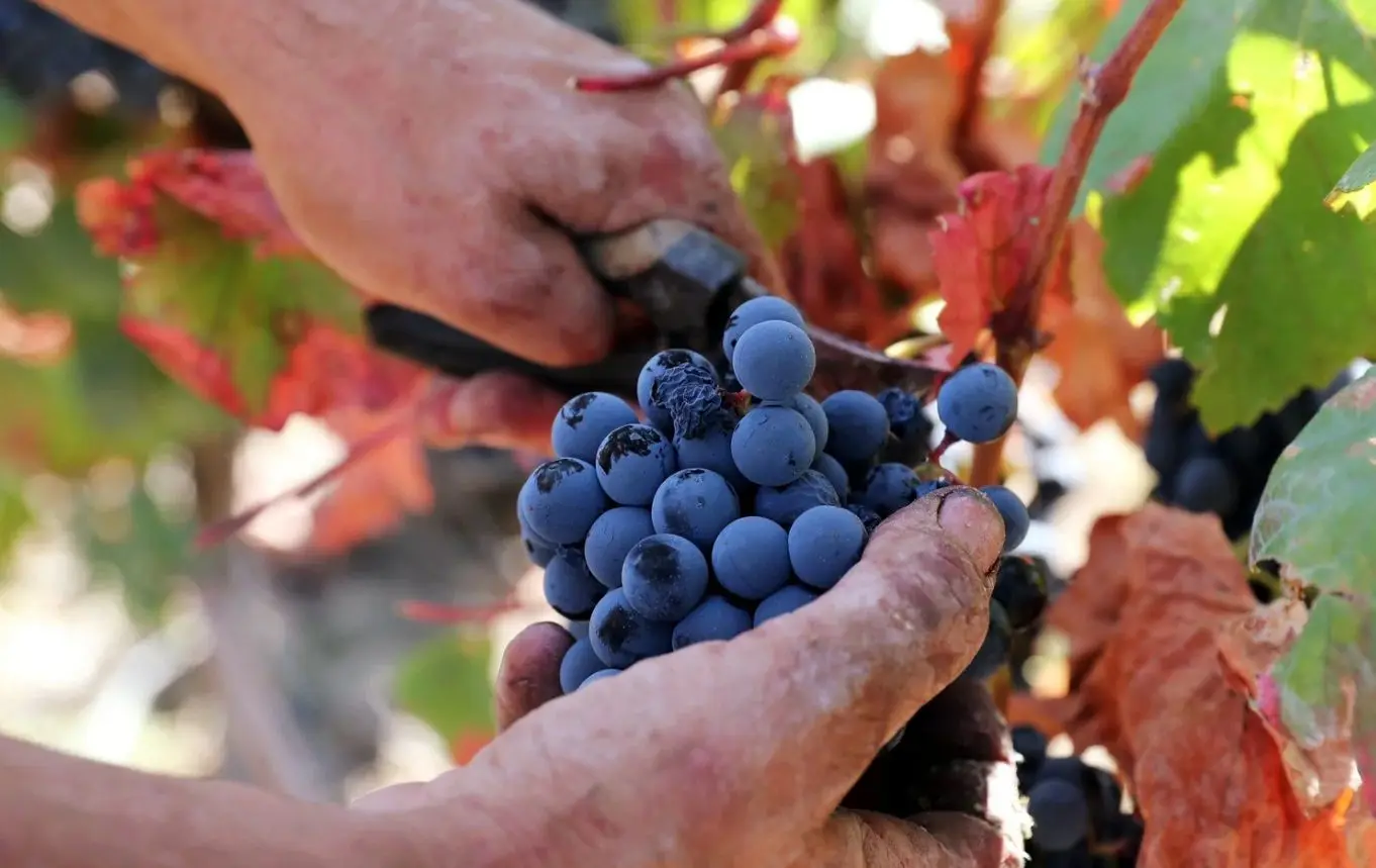 Celebrar as vindimas no Alentejo com provas de vinhos, apanha de uvas à noite e pisa a pé