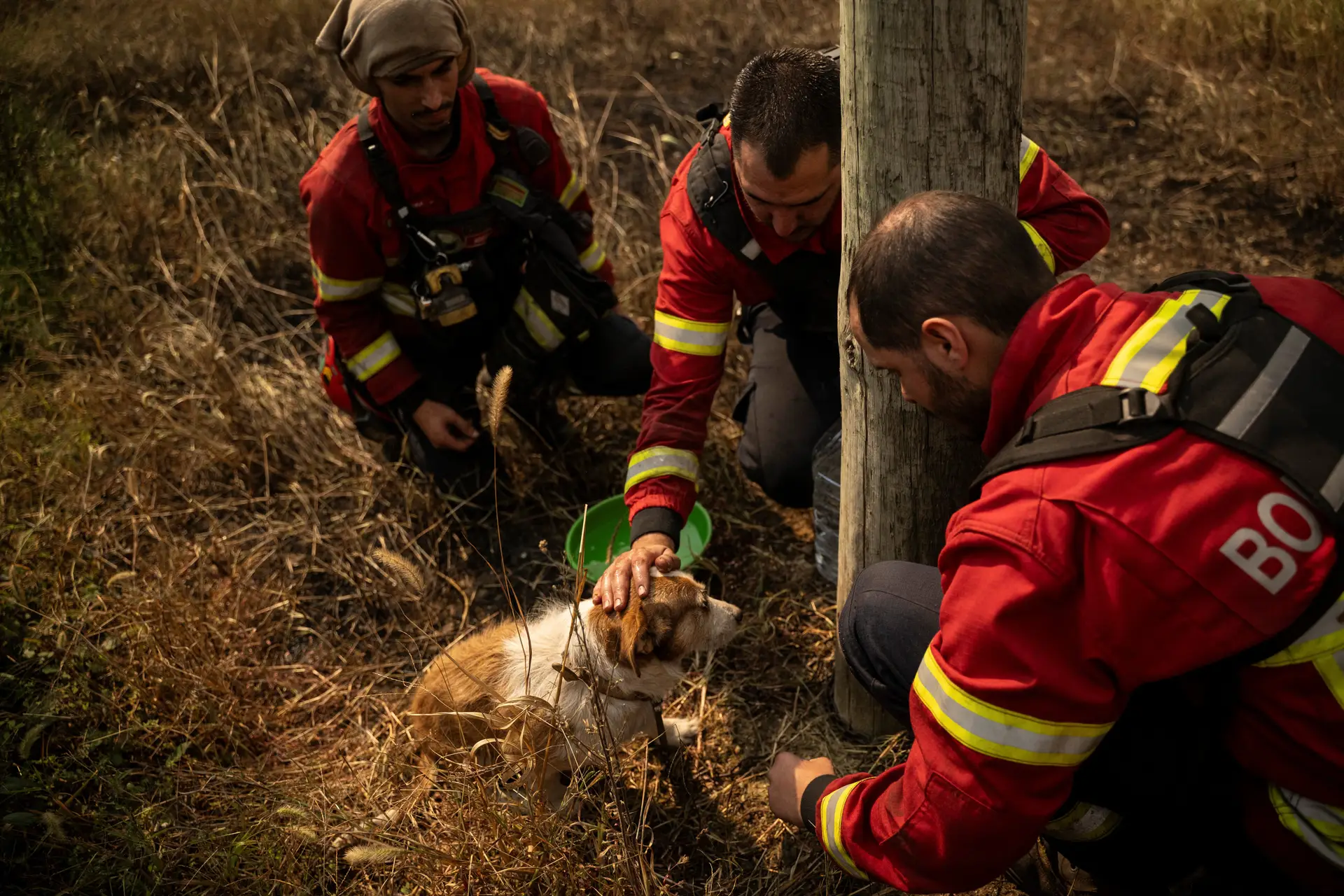 Depois dos incêndios, é altura de ajudar: vem aí uma grande recolha de alimentos para animais