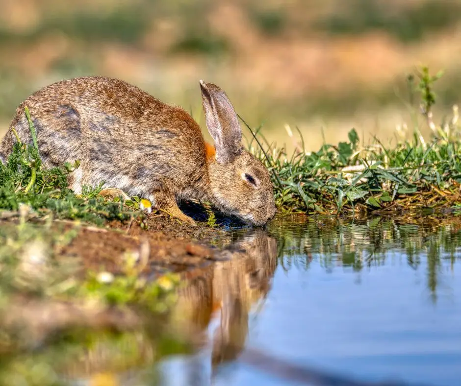 Biogenoma Portugal: cientistas unem-se em consórcio pela conservação de espécies