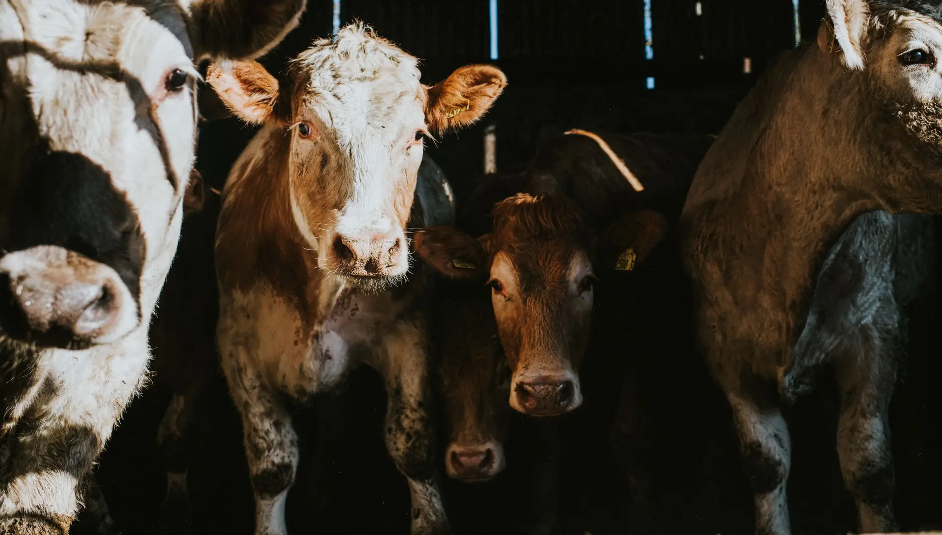 União Europeia em alerta devido ao agravamento da febre aftosa