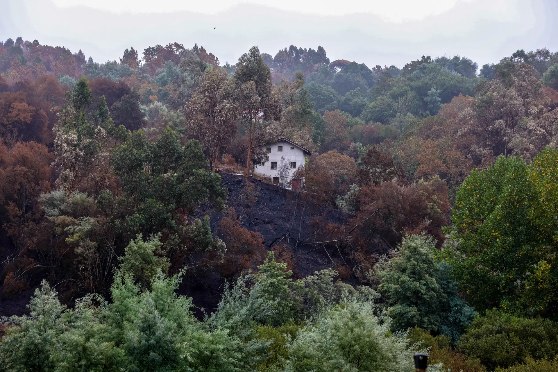 Florestas privadas têm mais probabilidade de ter fogos de gravidade elevada
