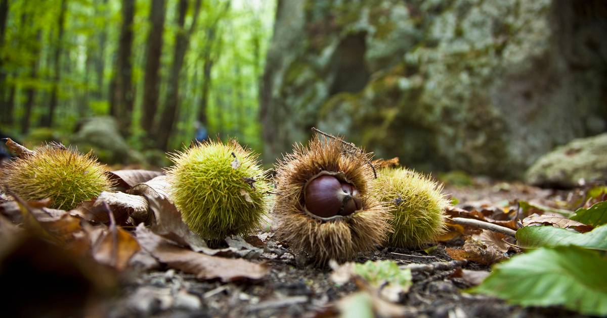 Começou a colheita das primeiras castanhas em Trás-os-Montes
