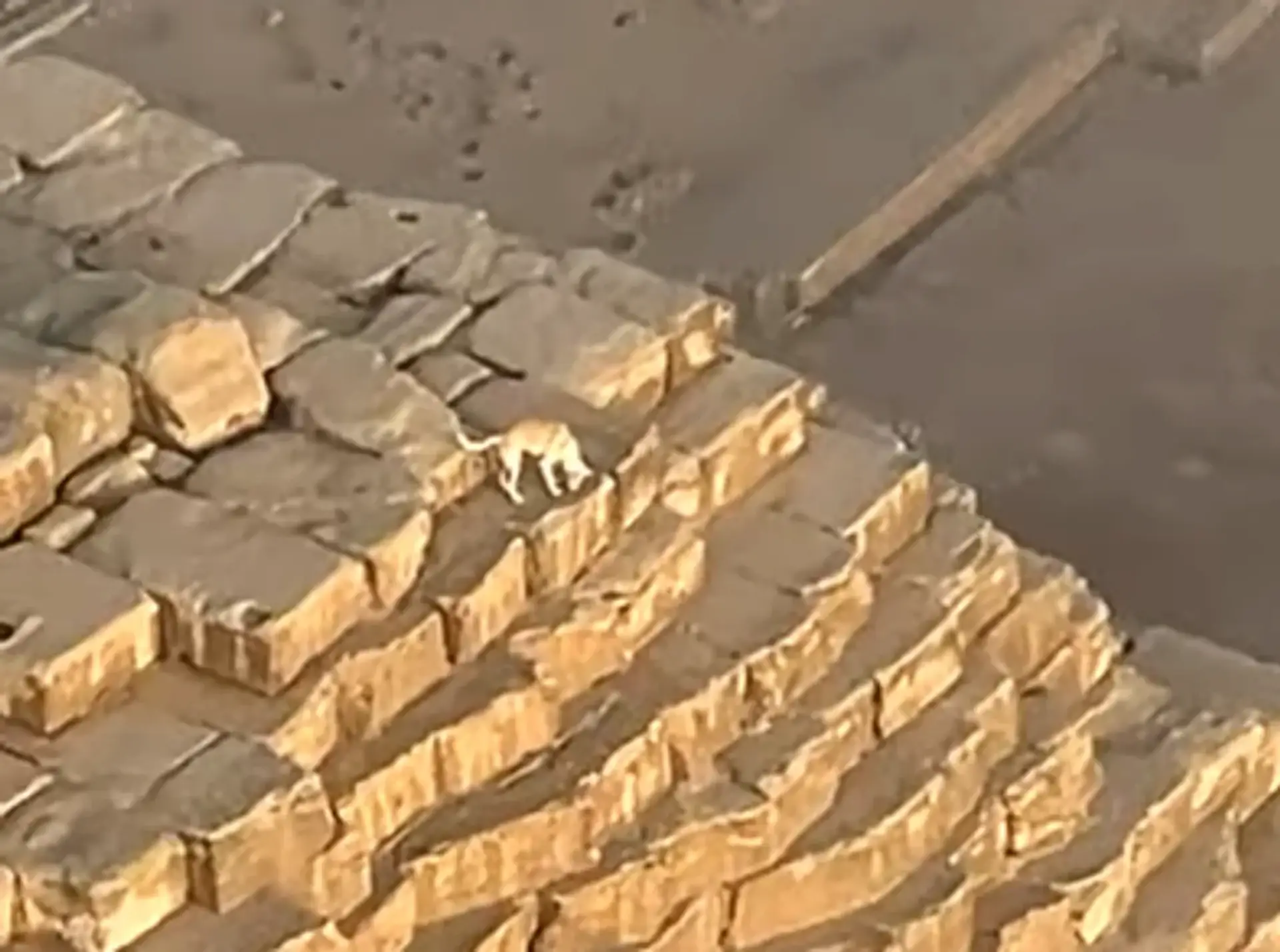 Der Hund, der auf die Spitze der Großen Pyramide von Gizeh geklettert ist, erscheint in einem neuen Video … wie er von dort herunterkommt