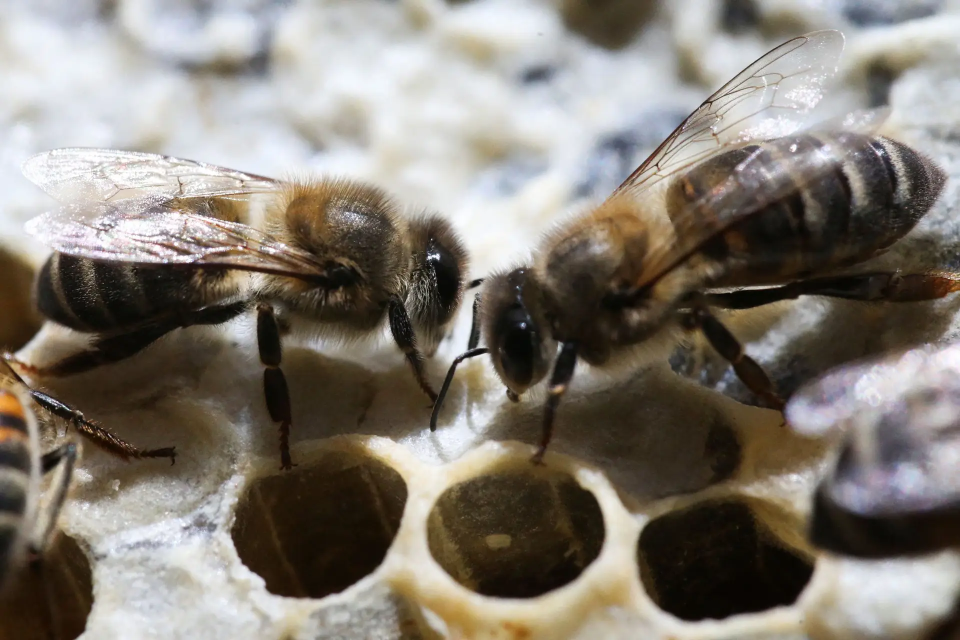 Como salvar as abelhas? Suplemento ajuda na proteção contra os pesticidas
 #ÚltimasNotícias #Portugal