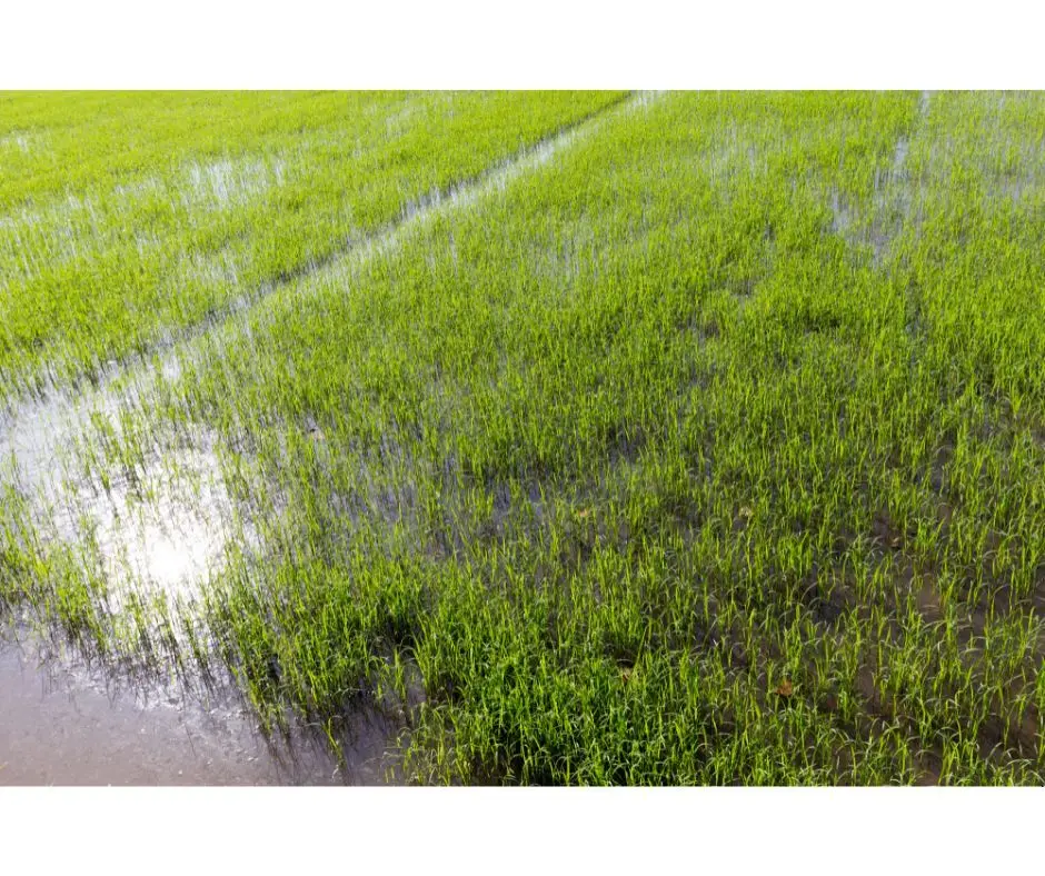 "PrOryza" quer tornar o arroz português mais resistente às alterações climáticas