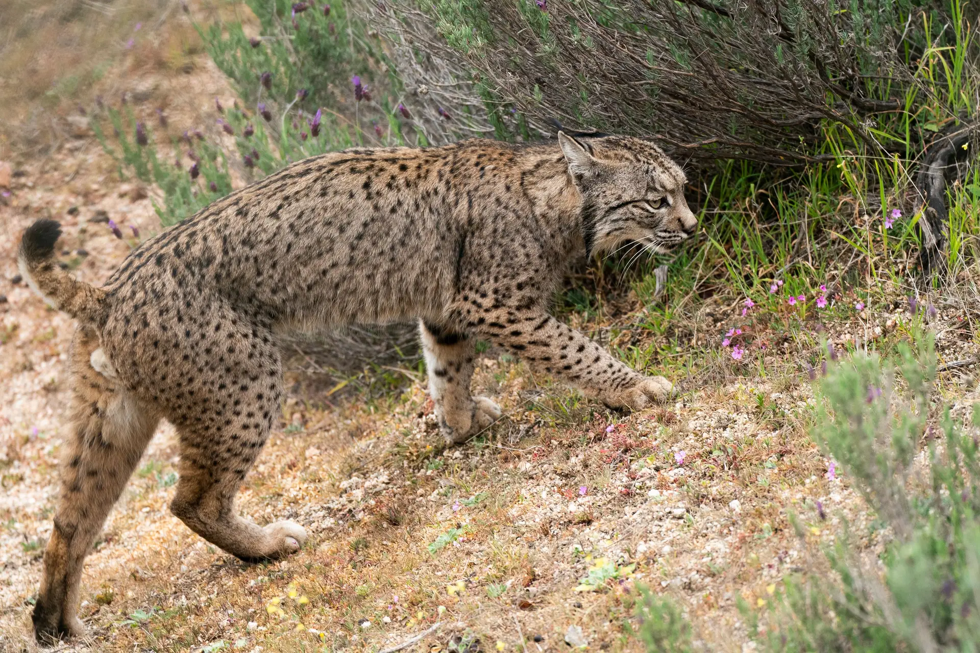 Aplicação alerta condutores sobre aproximação de linces-ibéricos 