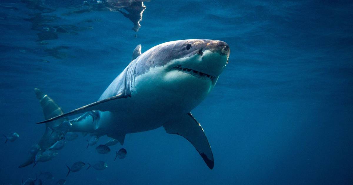Aquecimento dos oceanos: estudo com investigadores portugueses mostra tubarões brancos em fuga para os polos