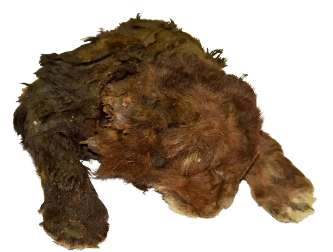 Descoberta única: cria de tigre-de-dentes-de-sabre revela segredos da última era glaciar