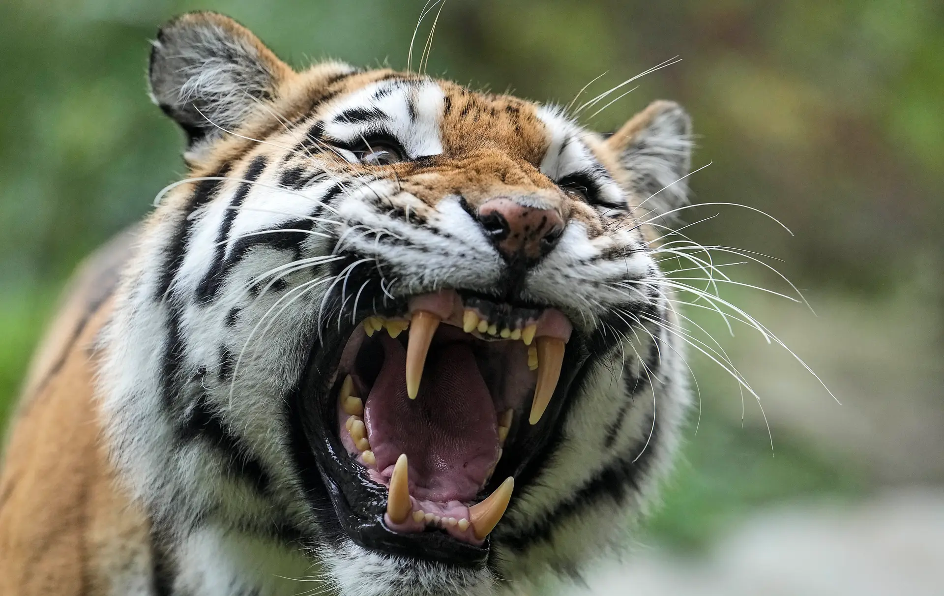 Tigre siberiano procurado na China após atacar agricultor