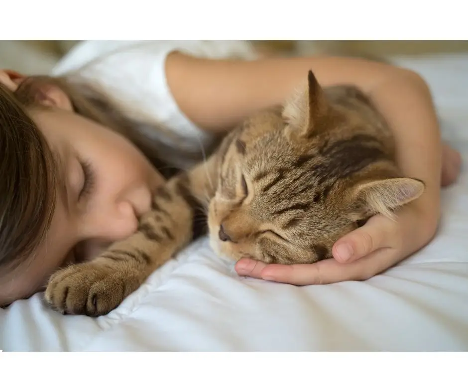 A química do amor felino: como os gatos e donos fortalecem laços