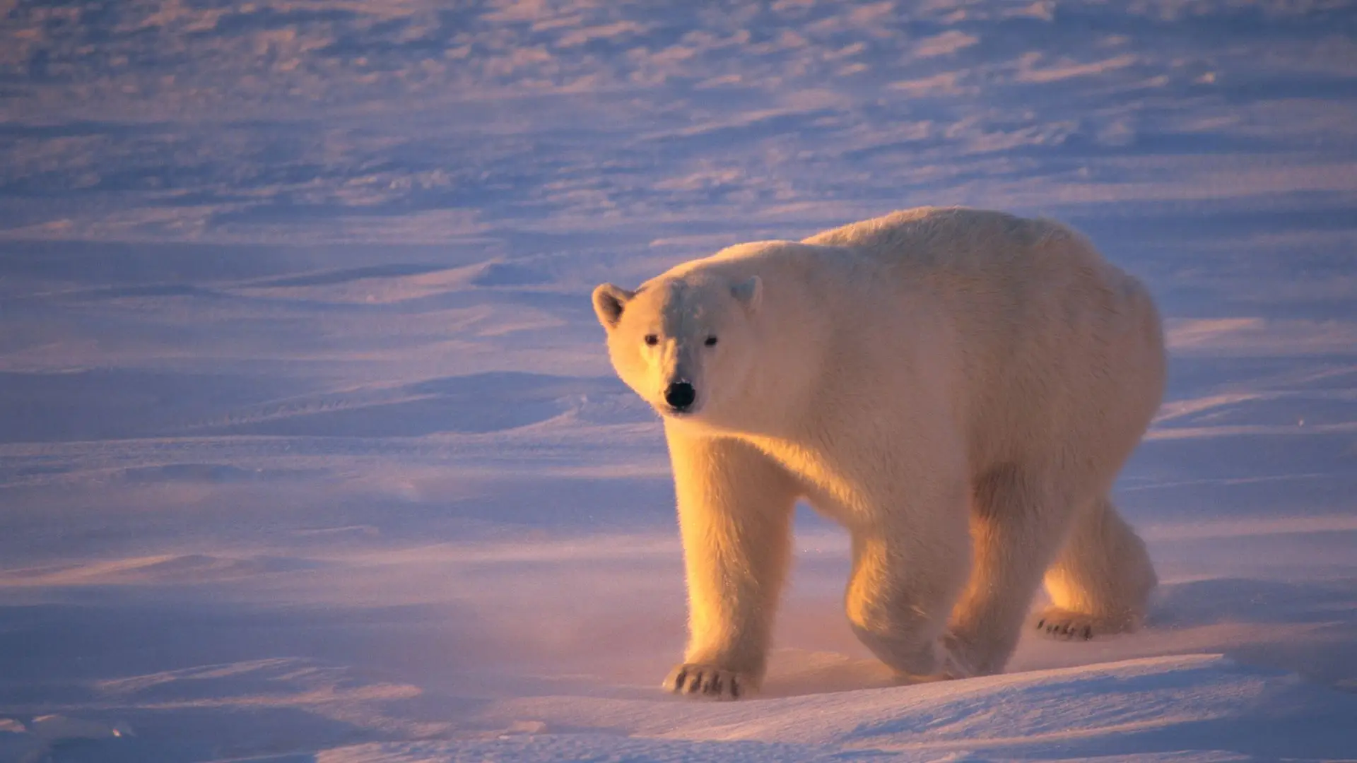 Homem ferido com gravidade ao defender mulher de ataque (surpresa) de urso polar em casa