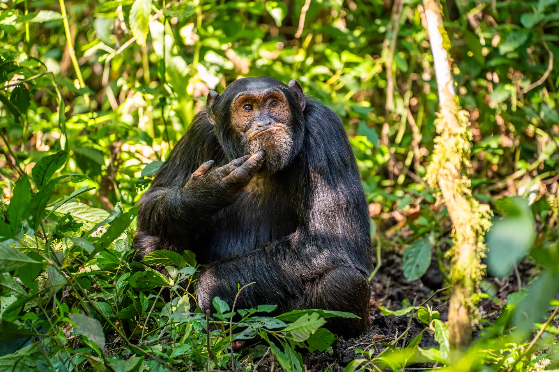 Chimpanzés desenvolveram adaptações genéticas para resistir a diferentes habitats e à malária
