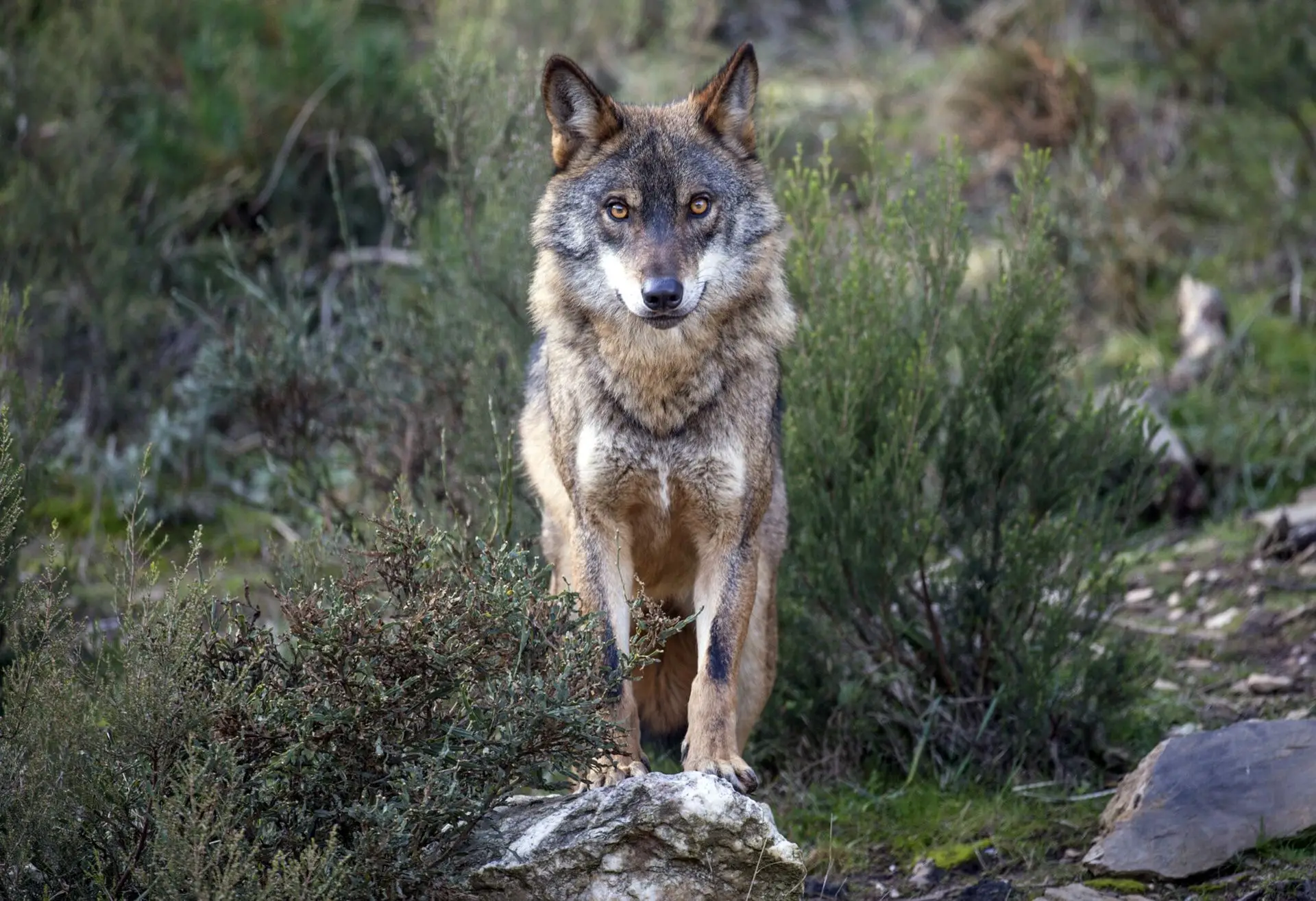 Há cerca de 300 lobos em Portugal, um número cada vez menor