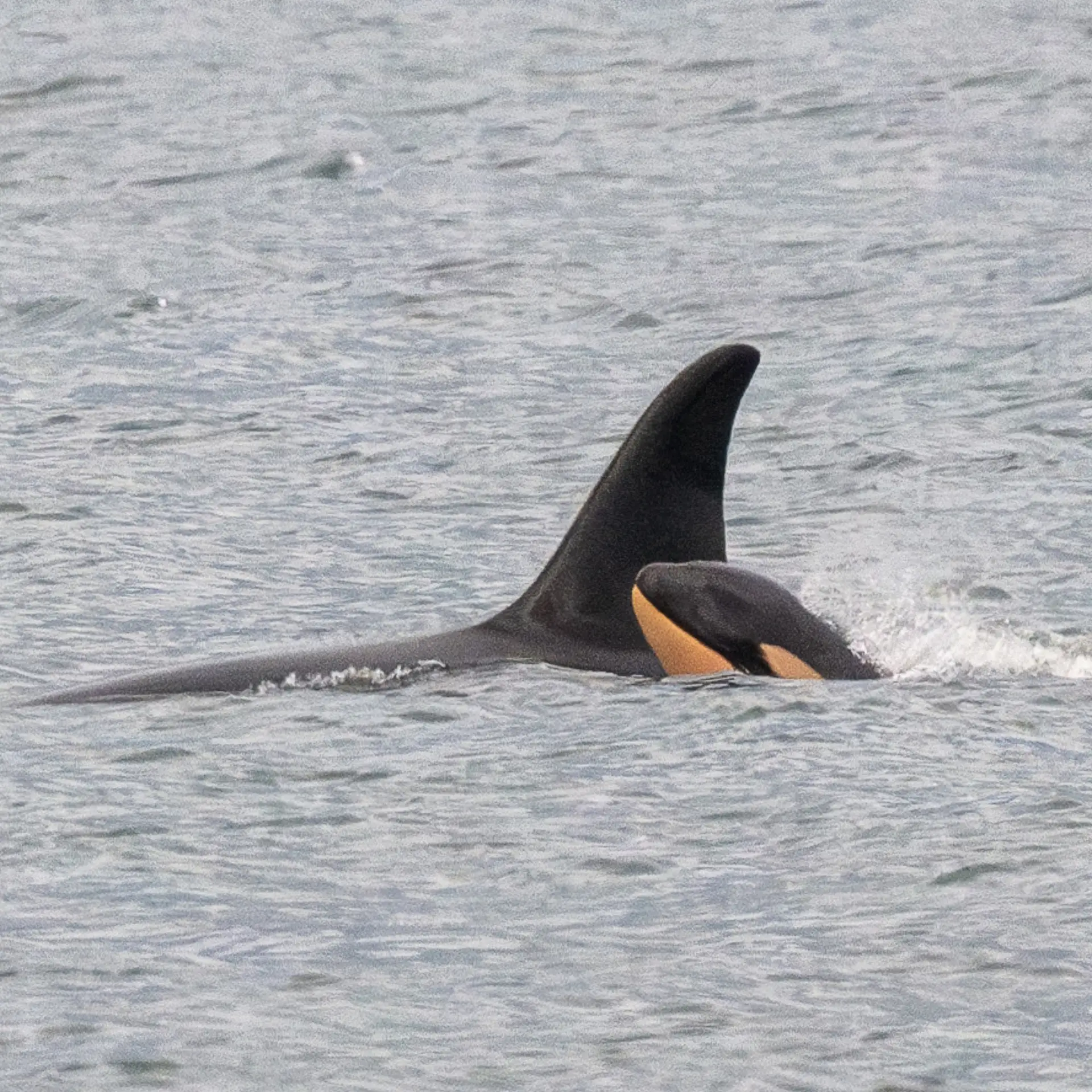 Orca que carregou cria morta durante 17 dias perde outro recém-nascido