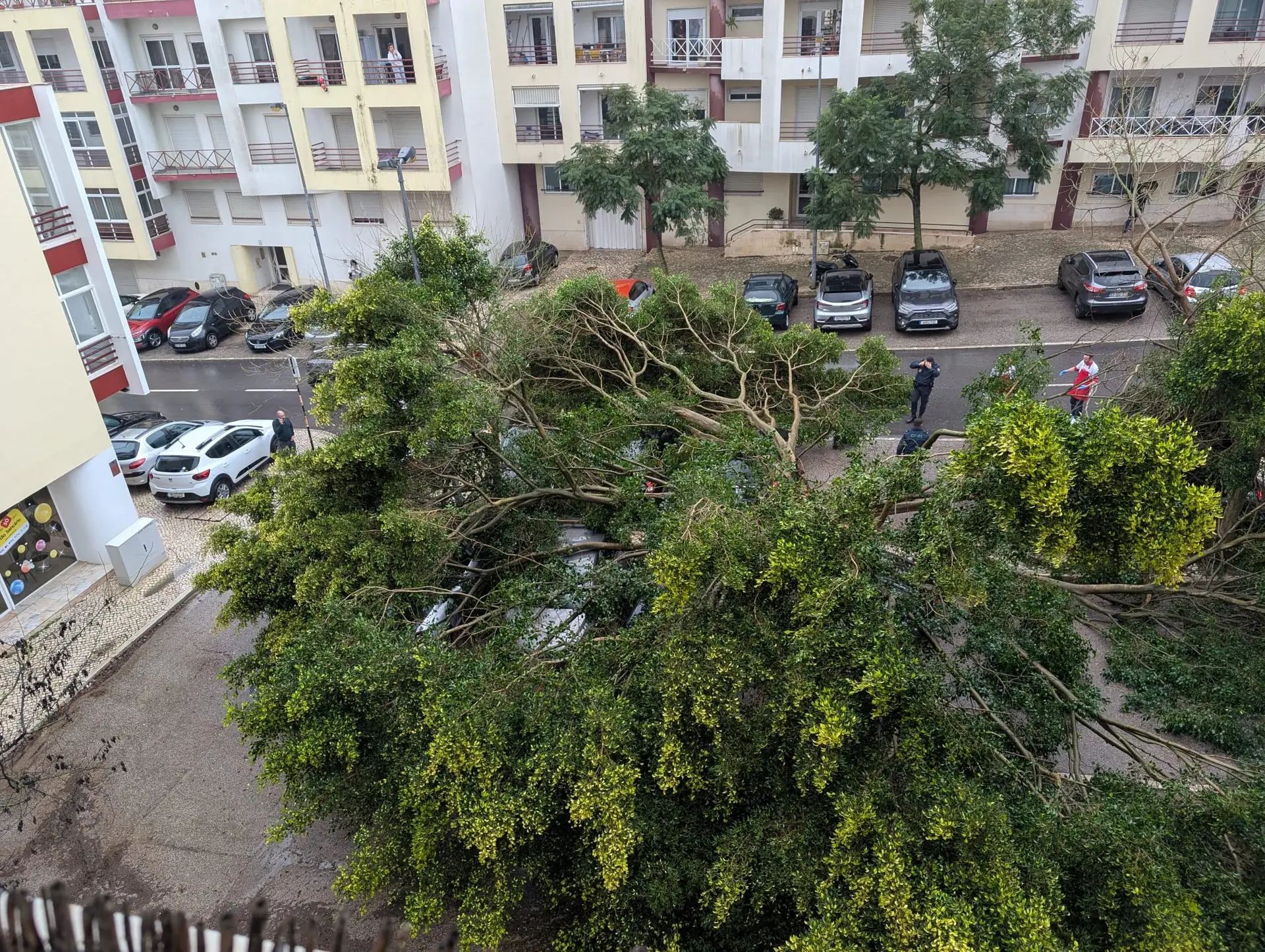 Chuva e vento provocaram 245 ocorrências, Porto e Alto Minho foram as regiões mais afetadas