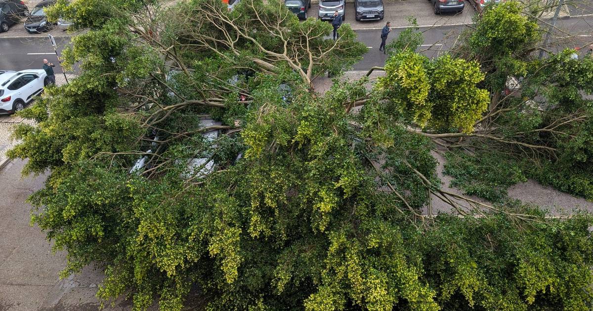 Queda de árvore mata homem no concelho de Oliveira de Frades
