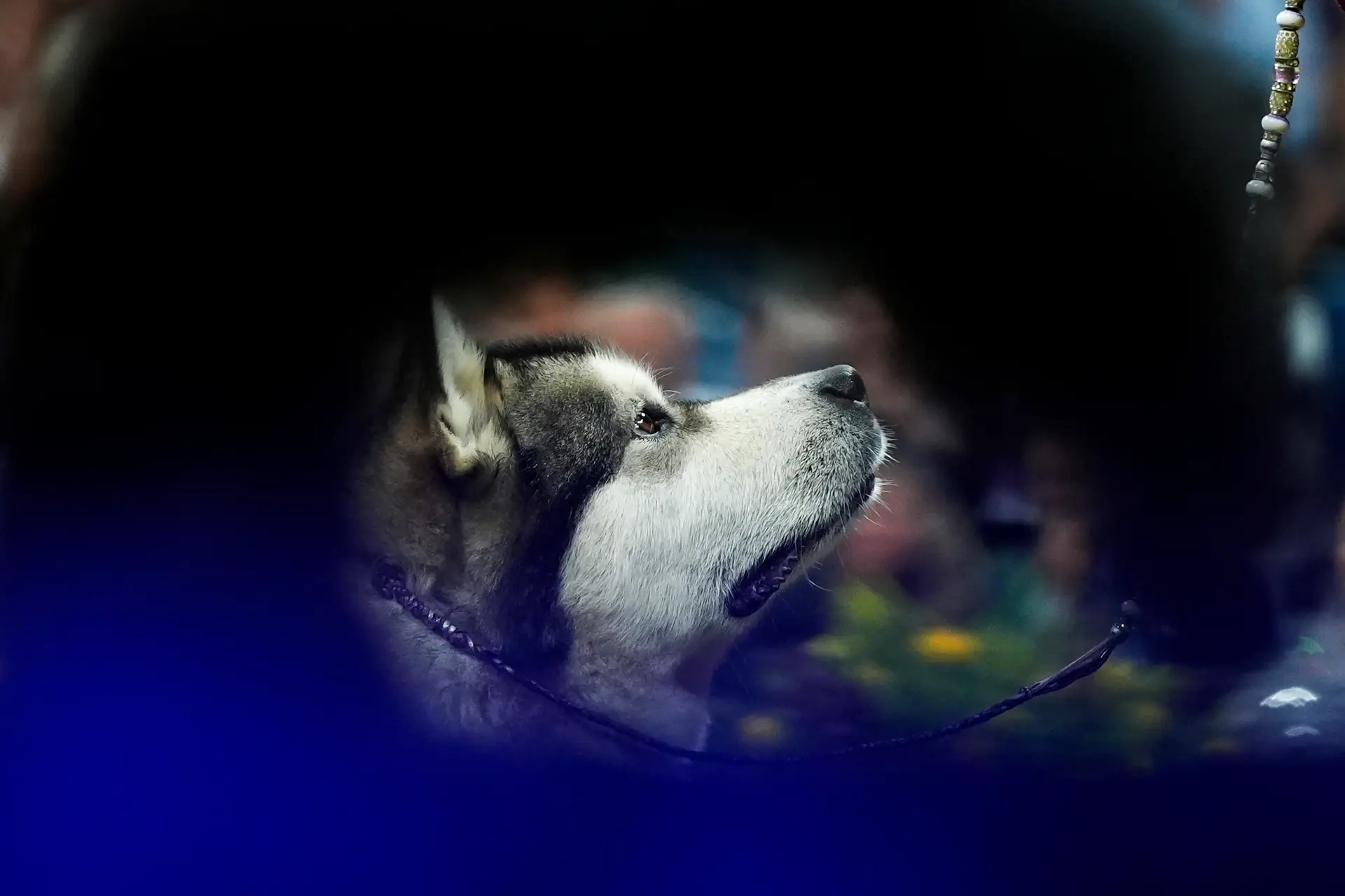 Criança de sete anos morre atacada por cães em canil da família