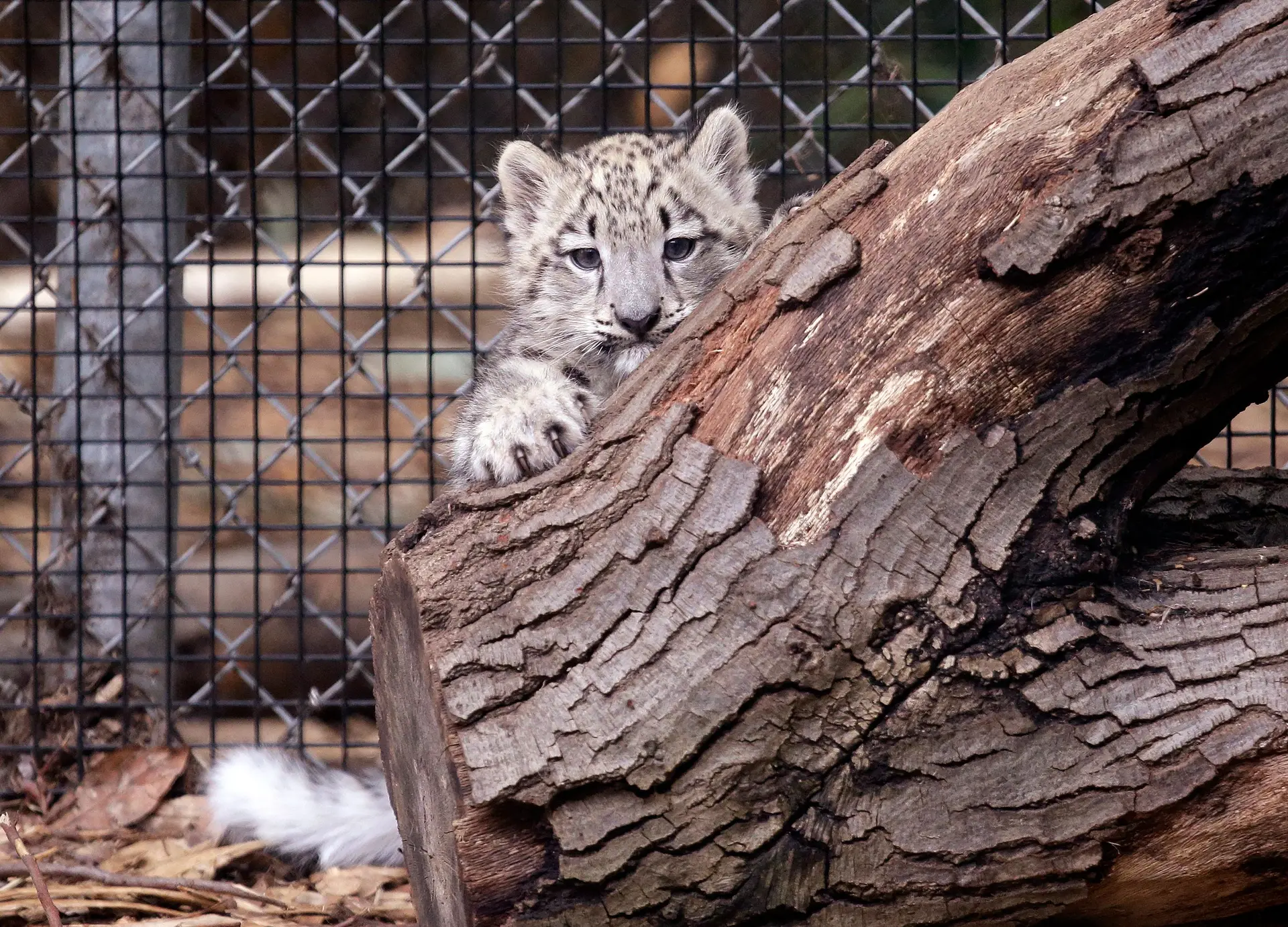 Fóssil de leopardo-das-neves descoberto em Portugal desvenda mistérios da espécie