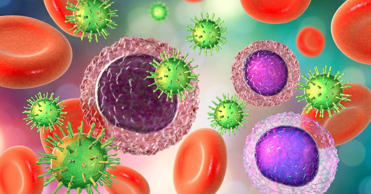 Sistema imunitário: além de combater infeções, age na regulação do nível de açúcar no sangue