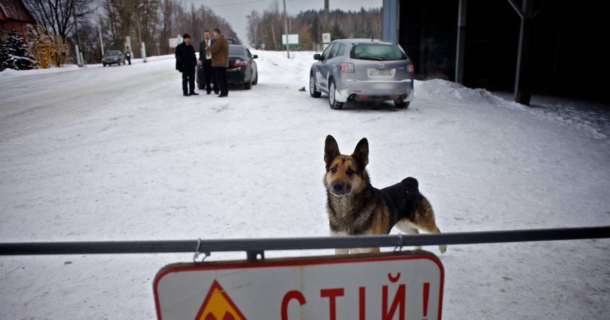 Cães de Chernobyl: afastada hipótese de diferenças genéticas terem origem em mutação causada pela radiação