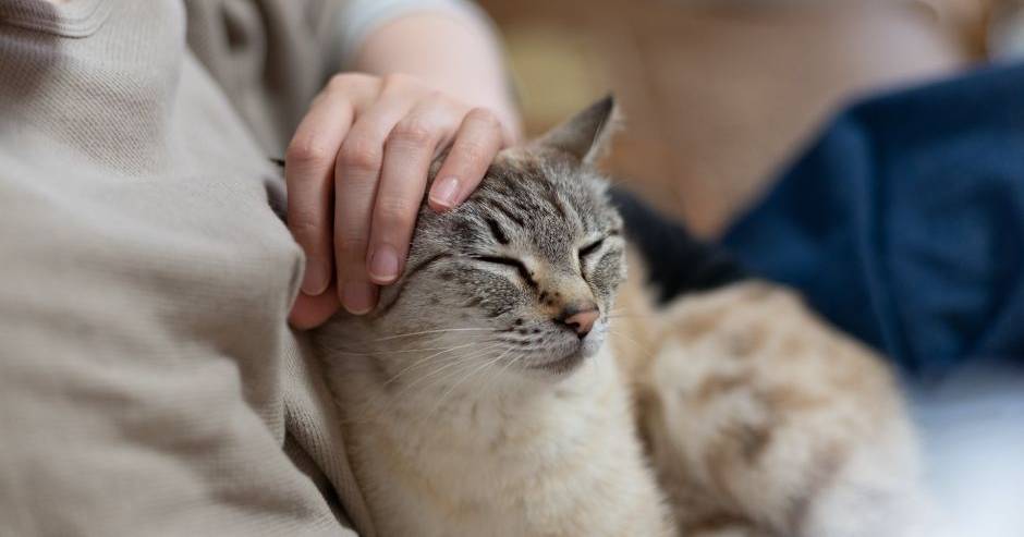 O trauma dos fogos em Los Angelos: gatos ajudam a aliviar o stress