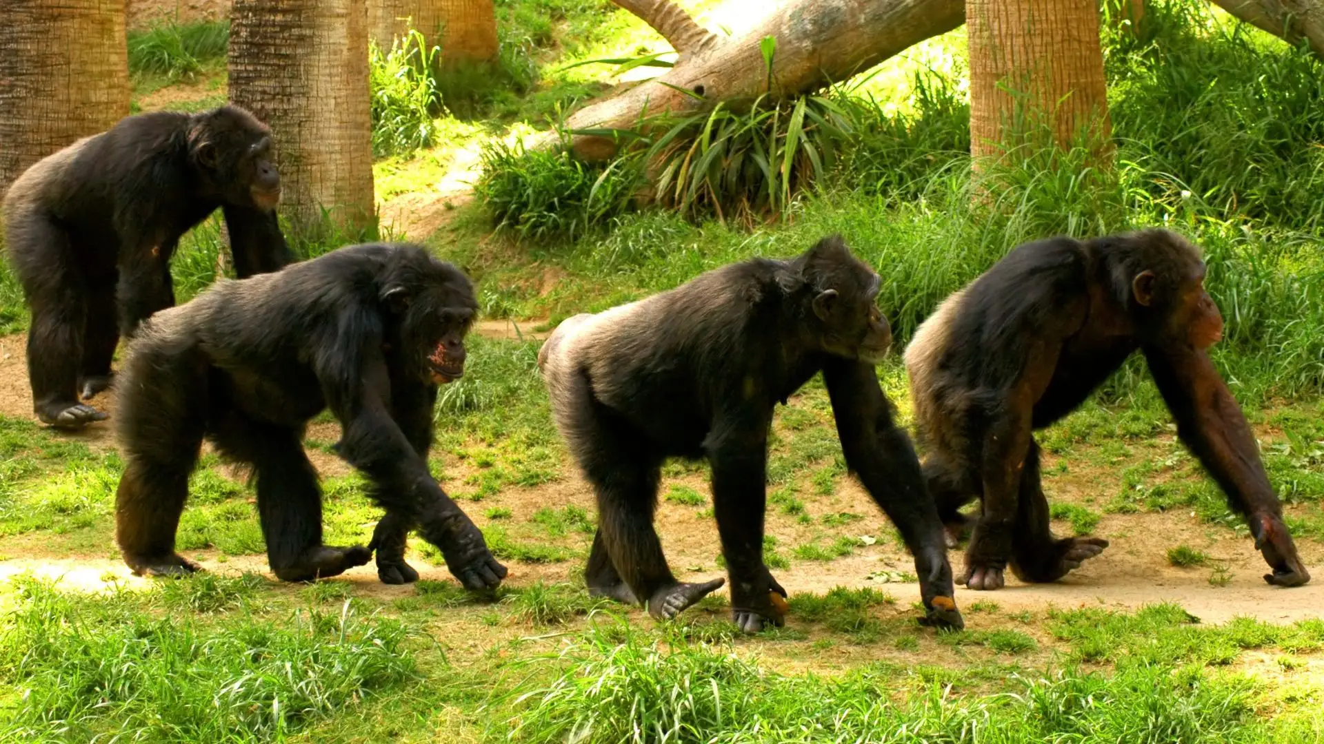 "Xixi contagioso": investigação revela como chimpanzés fortalecem laços sociais