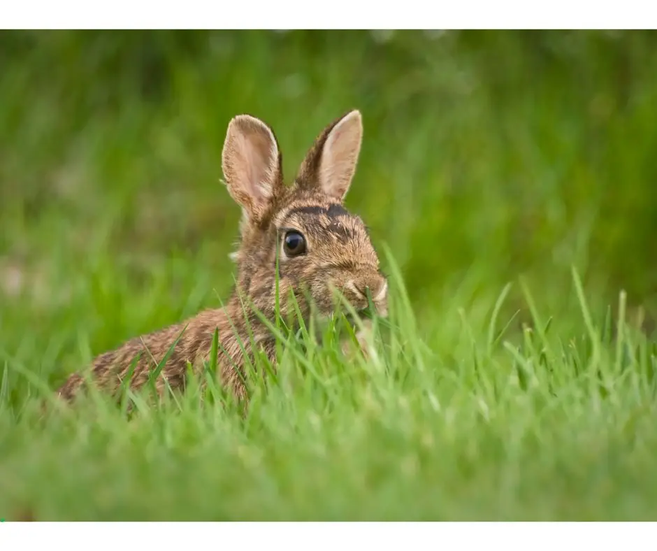 "El papel ambiental crucial del conejo blanco está en peligro"El primer censo ibérico revela cálculos 